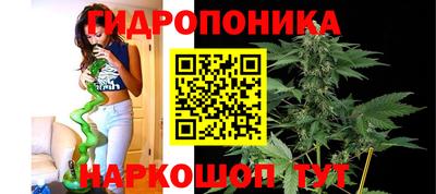 шишки Аргун